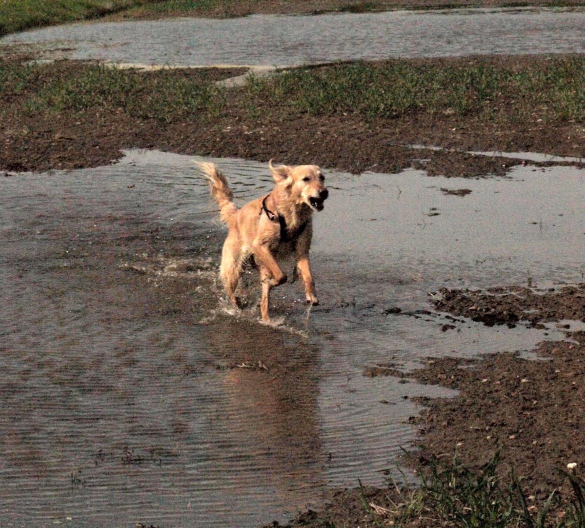 Golden retriever Rosengårdens Soffy billede 13