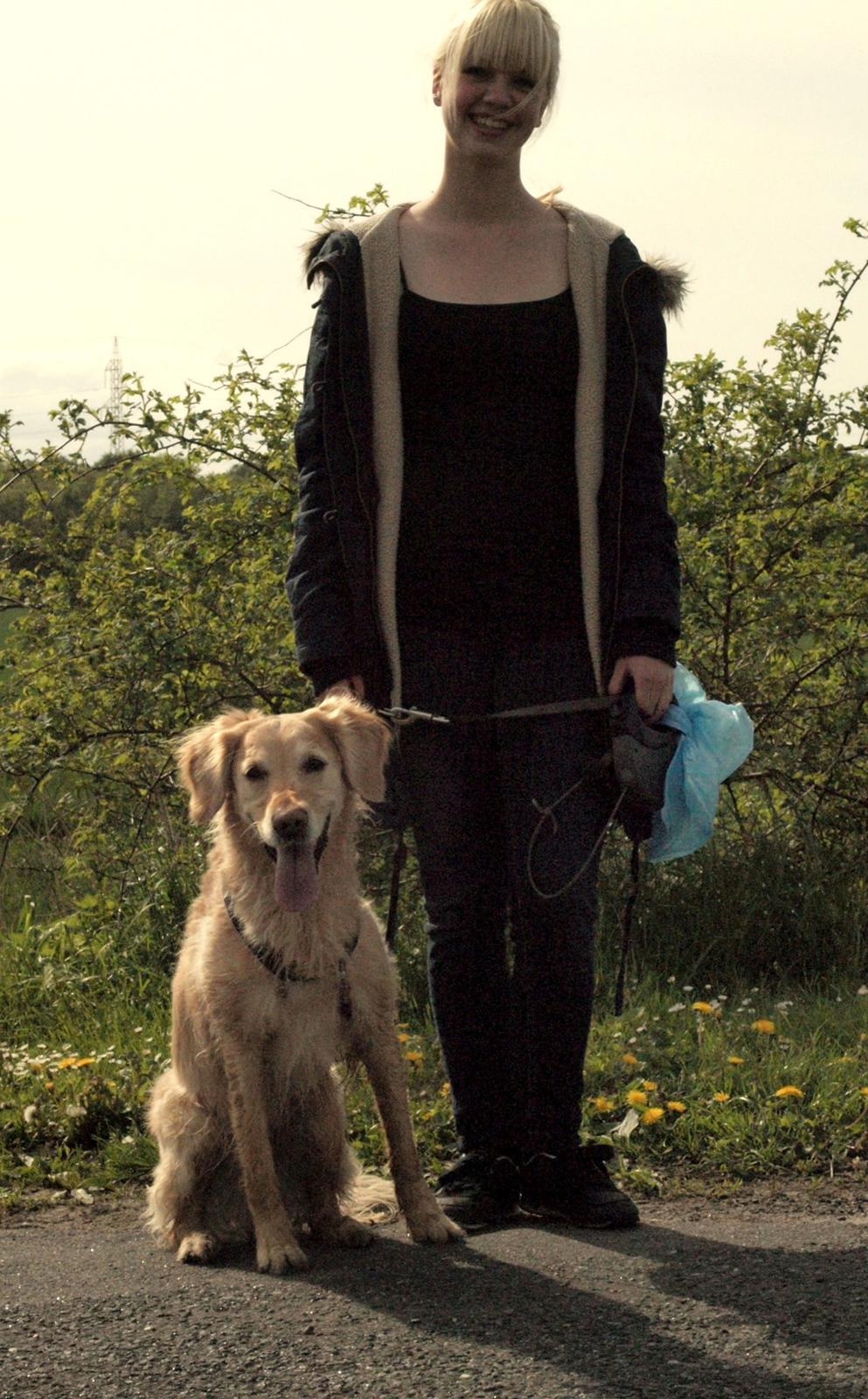 Golden retriever Rosengårdens Soffy billede 14