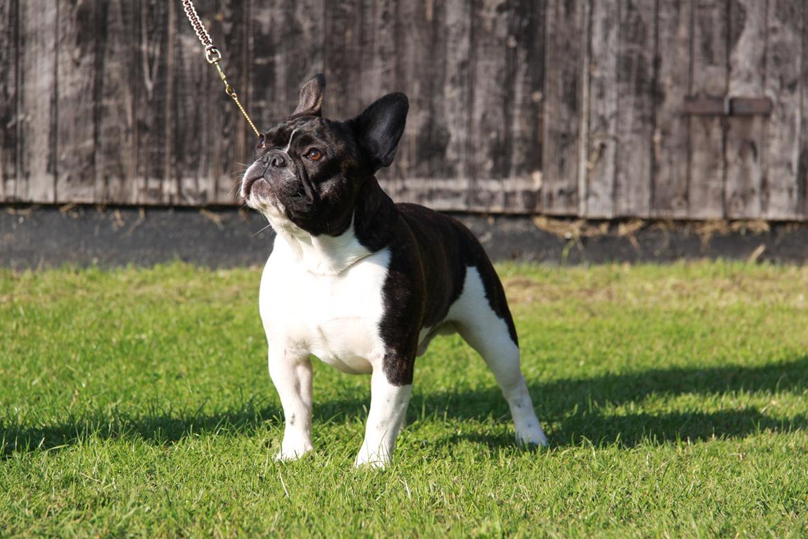 Fransk bulldog Bullystyle´s Envy It All (Zane) billede 1