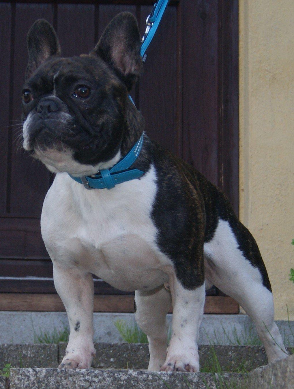 Fransk bulldog Bullystyle´s Envy It All (Zane) billede 4