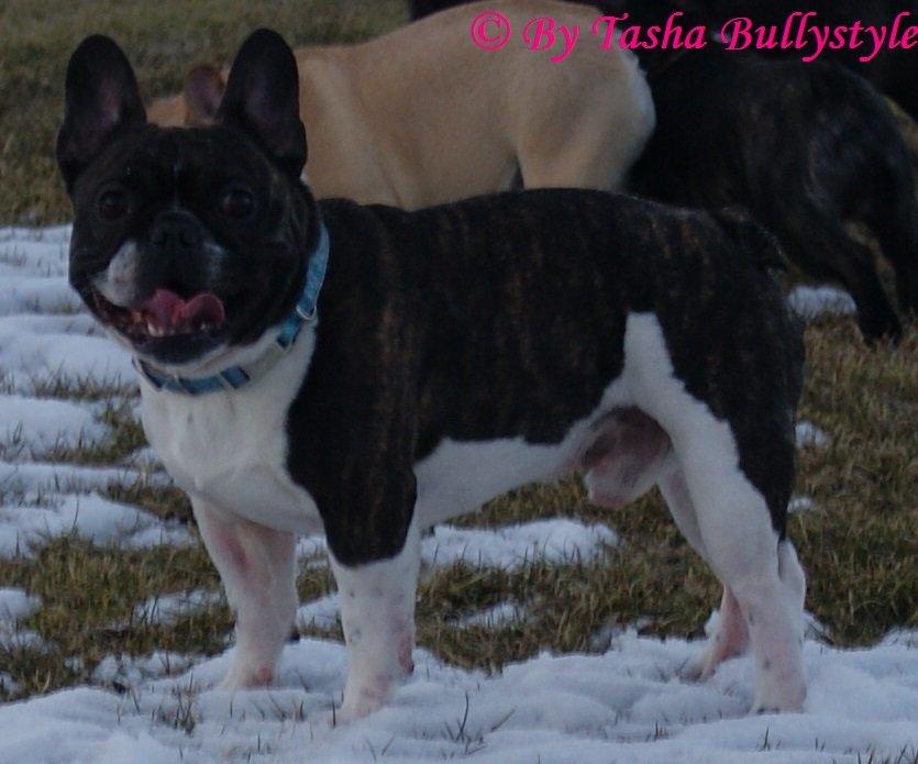 Fransk bulldog Bullystyle´s Envy It All (Zane) billede 12