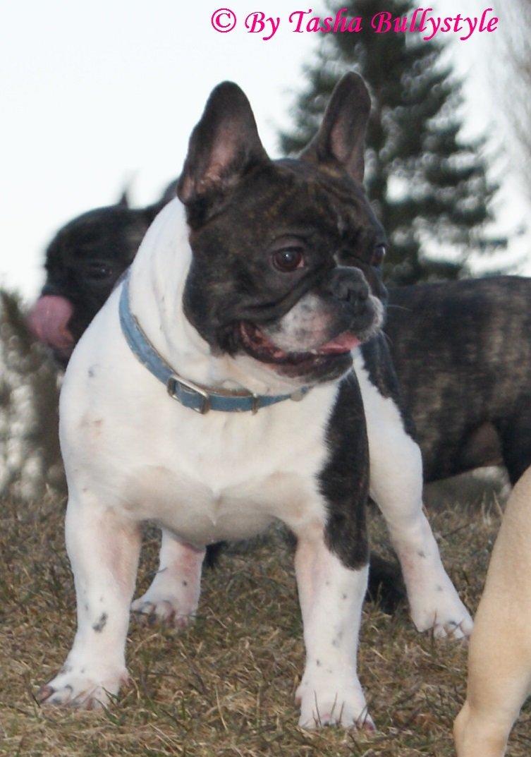 Fransk bulldog Bullystyle´s Envy It All (Zane) billede 14