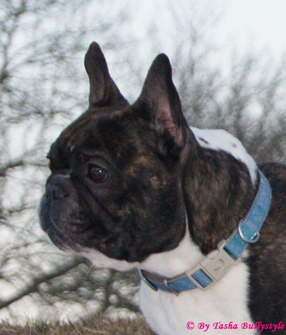 Fransk bulldog Bullystyle´s Envy It All (Zane) billede 15