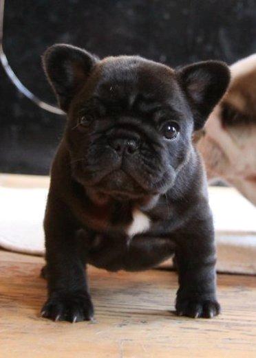 Fransk bulldog Bullystyle´s Fille D´Amore (Beté) billede 2