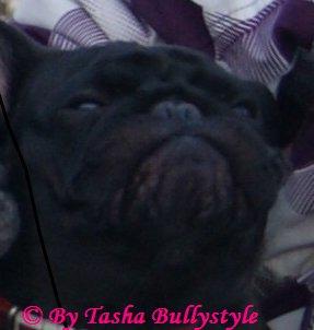 Fransk bulldog Bullystyle´s Fille D´Amore (Beté) billede 3