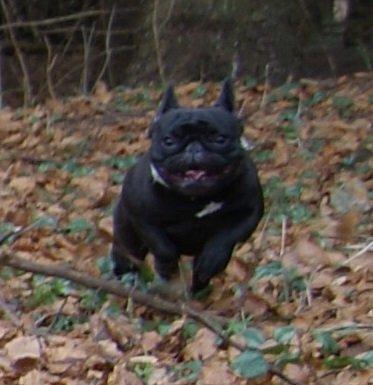 Fransk bulldog Bullystyle´s Fille D´Amore (Beté) billede 4