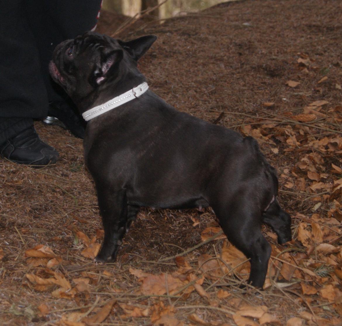 Fransk bulldog Bullystyle´s Fille D´Amore (Beté) billede 5