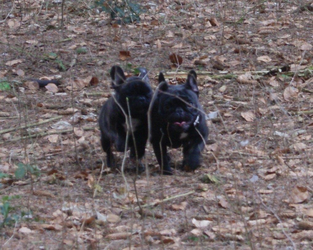 Fransk bulldog Bullystyle´s Fille D´Amore (Beté) billede 6