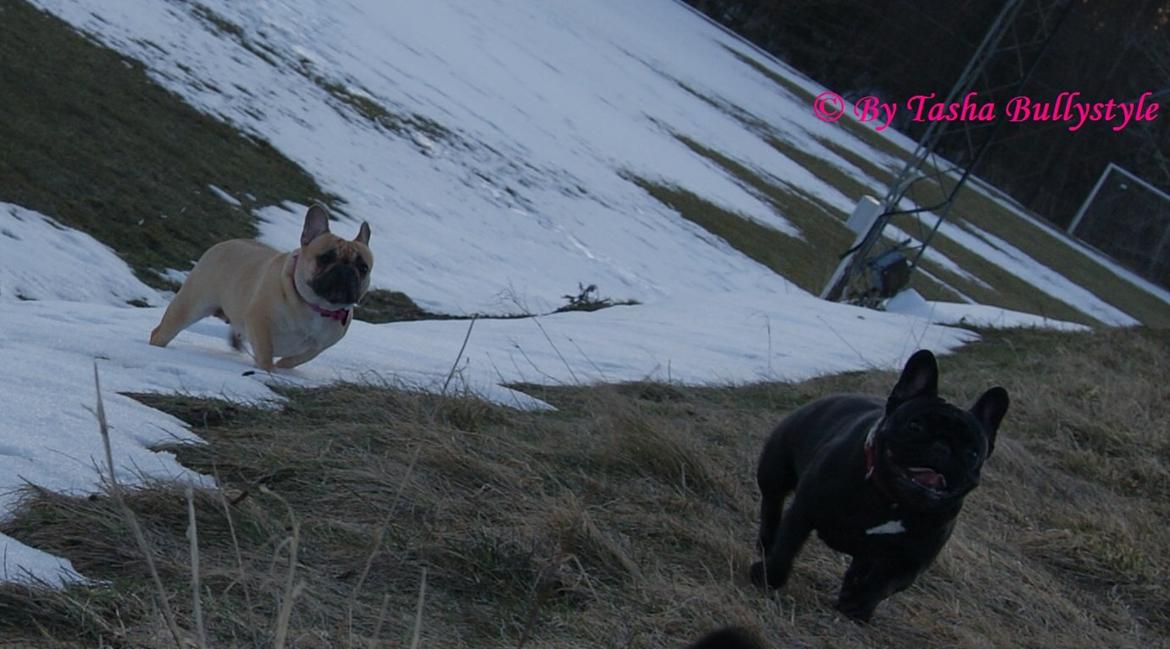 Fransk bulldog Bullystyle´s Fille D´Amore (Beté) billede 7