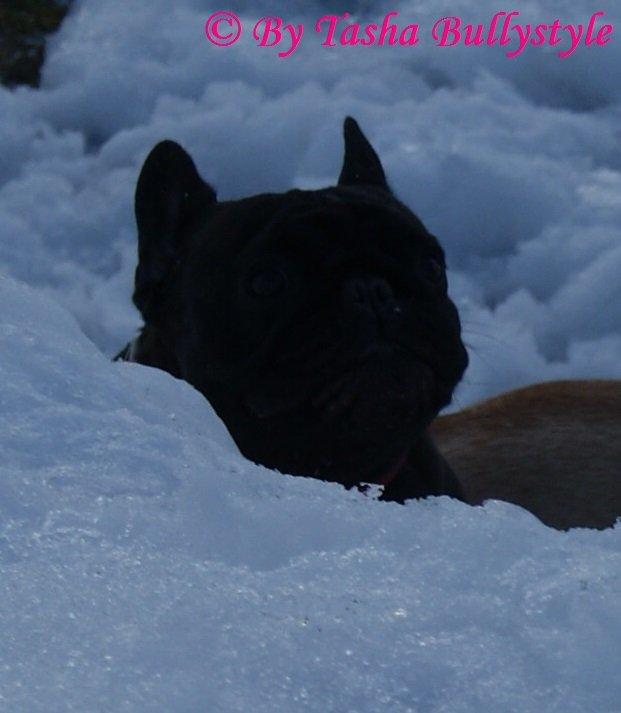 Fransk bulldog Bullystyle´s Fille D´Amore (Beté) billede 8