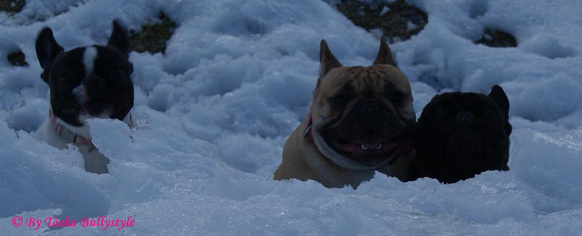 Fransk bulldog Bullystyle´s Fille D´Amore (Beté) billede 9