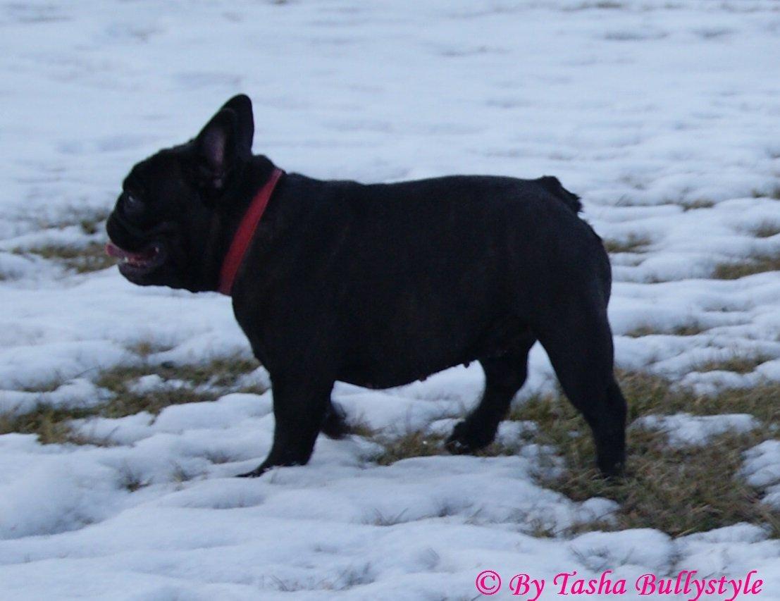 Fransk bulldog Bullystyle´s Fille D´Amore (Beté) billede 10