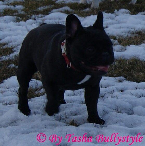 Fransk bulldog Bullystyle´s Fille D´Amore (Beté) billede 11