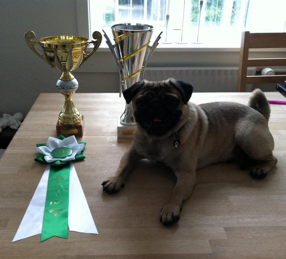 Mops Oscar - Oscar på udstilling. Første gang vi rigtig er på udstilling, så kan man lige så godt vise at man er bedst 
 2x 1. Præmie med cert i unghundeklassen UCH. Samt Bis 4 i bedste klasse. International udstilling.    billede 1