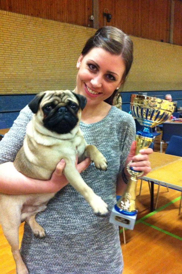 Mops Oscar - 1. præmie med cert. National udstilling.06-04-13
 billede 2