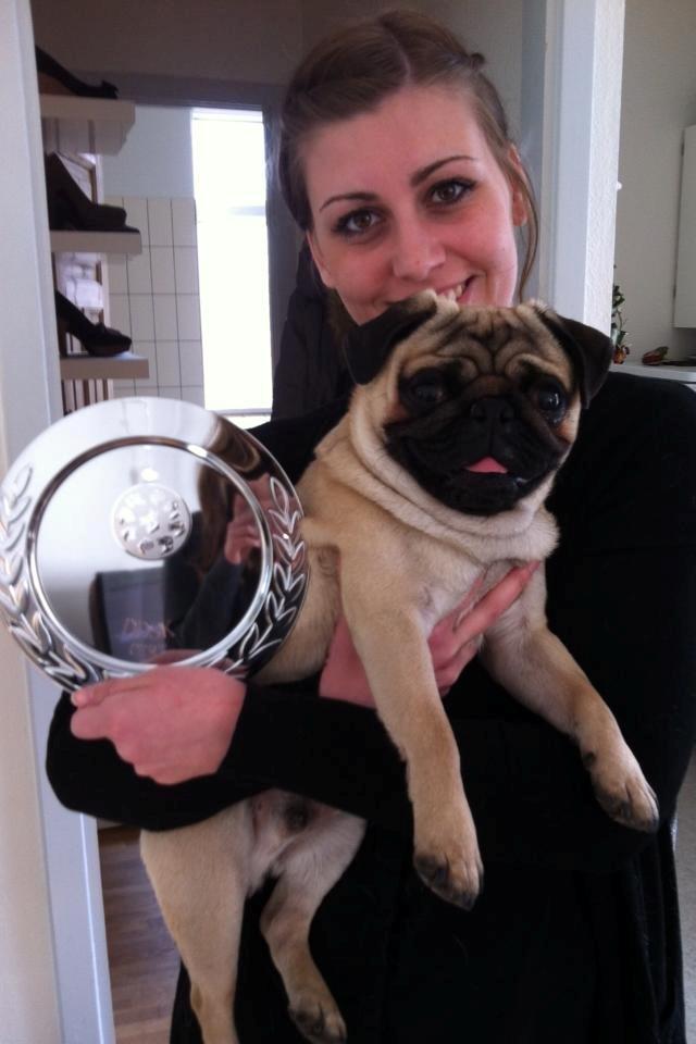 Mops Oscar - 1. præmie med cert. National udstilling. 13-04-13 billede 3