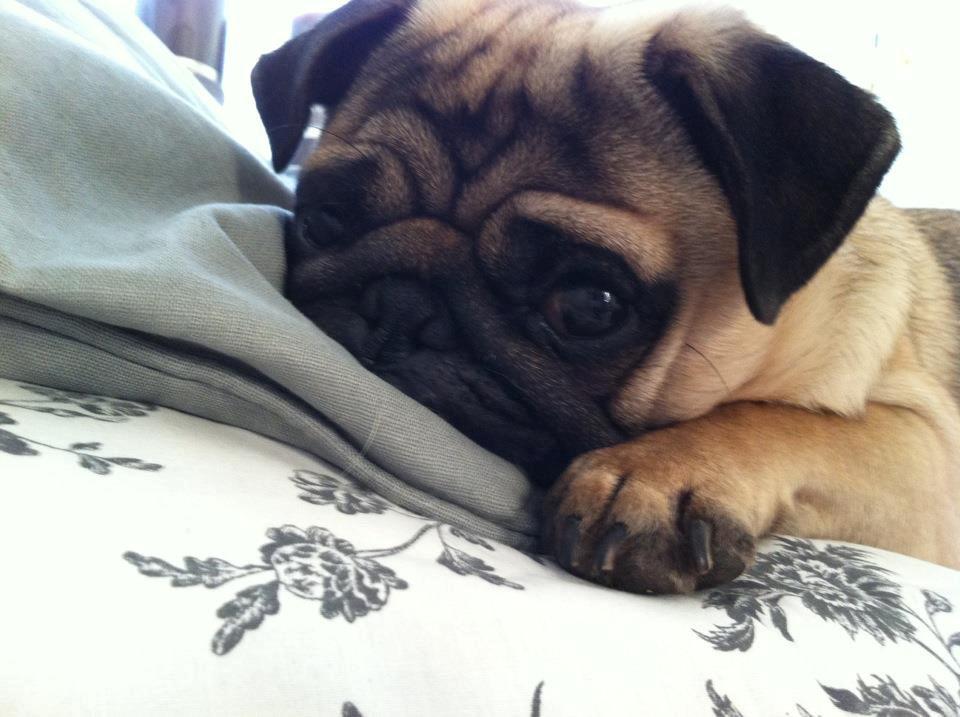 Mops Oscar - Verdens dejligste Oscar<3 billede 4