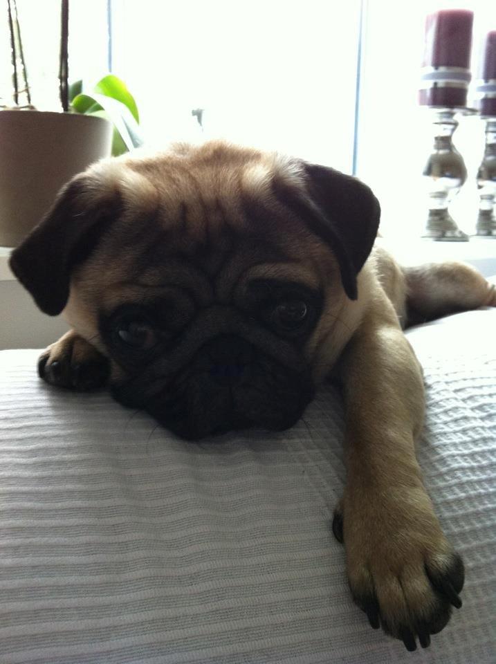 Mops Oscar billede 5