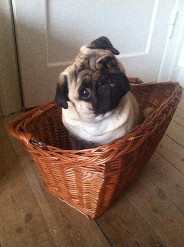 Mops Oscar billede 6