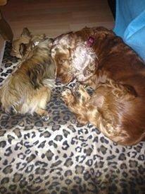 Cocker spaniel chanel (R.I.P. SMUKKE HUND billede 15