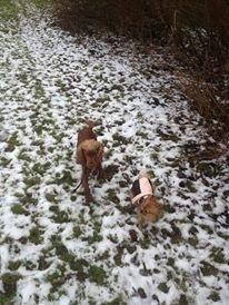 Cocker spaniel chanel (R.I.P. SMUKKE HUND billede 16