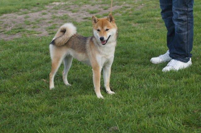 Shiba Aikou - 17 mdr billede 20