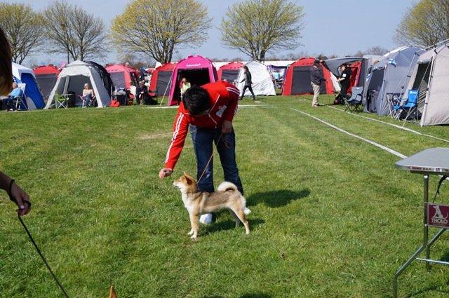 Shiba Aikou - DKK udstilling Roskilde 2013, 17 mdr gammel billede 18