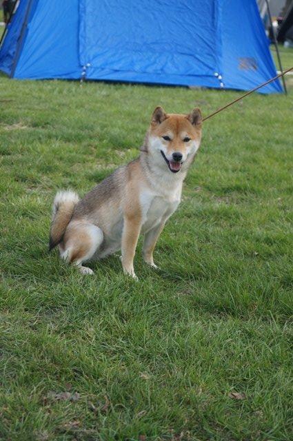 Shiba Aikou - DKK udstilling Roskilde 2013, 17 mdr gammel billede 19