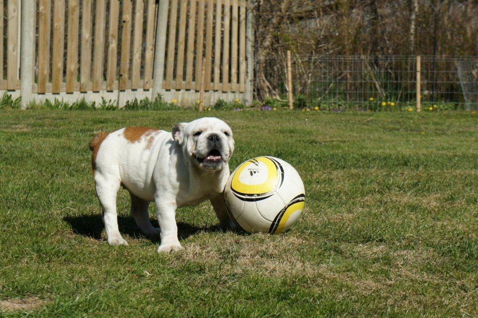 Engelsk bulldog Blixen billede 1