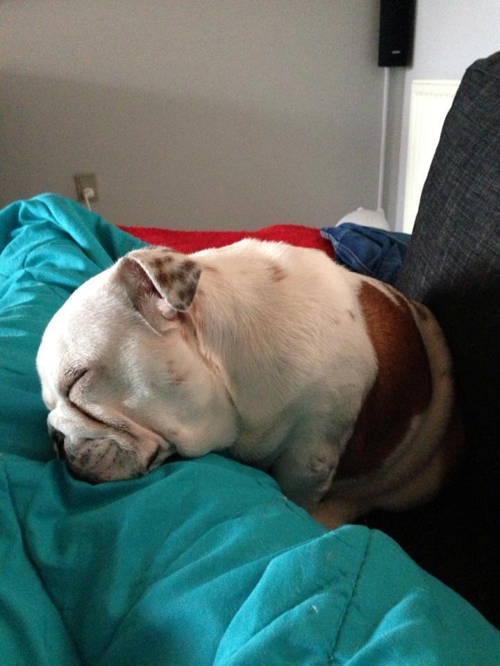 Engelsk bulldog Blixen billede 2