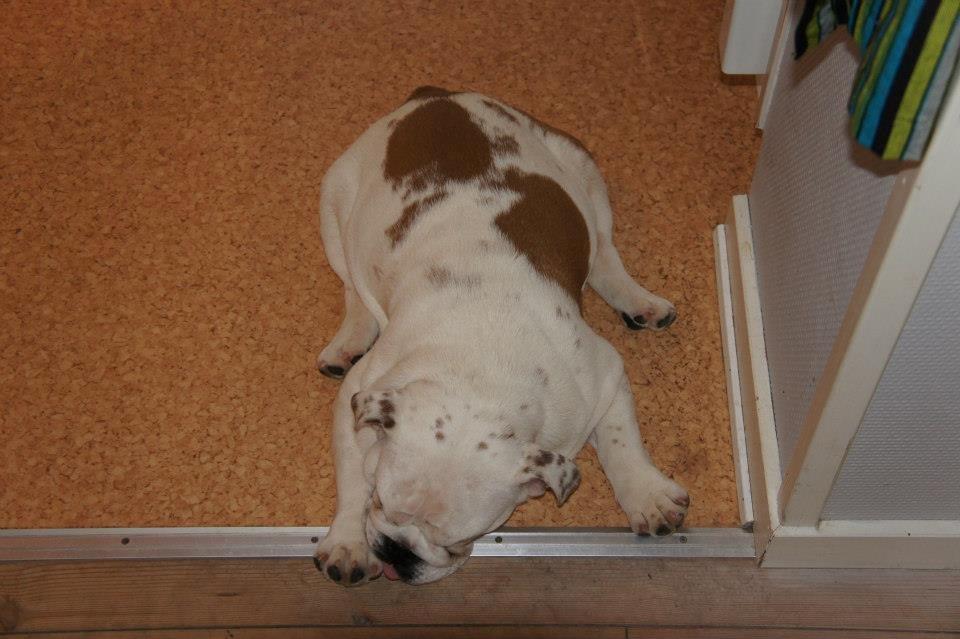 Engelsk bulldog Blixen billede 3