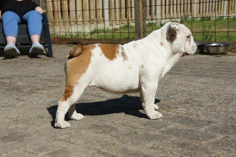 Engelsk bulldog Blixen billede 4