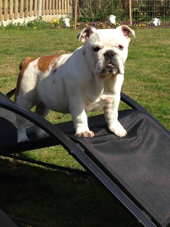 Engelsk bulldog Blixen billede 5