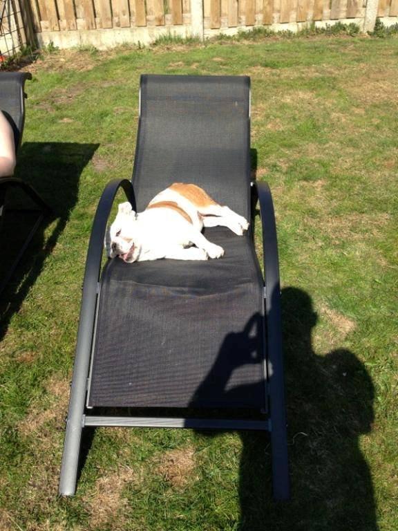 Engelsk bulldog Blixen billede 6