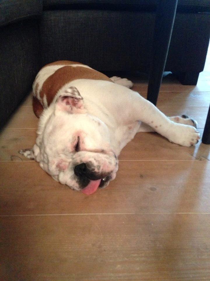 Engelsk bulldog Blixen billede 7