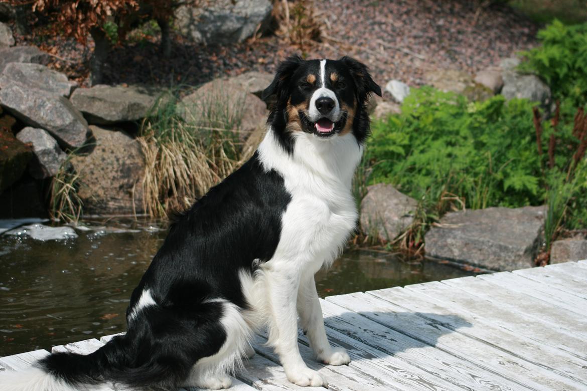 Border collie Aiko billede 1