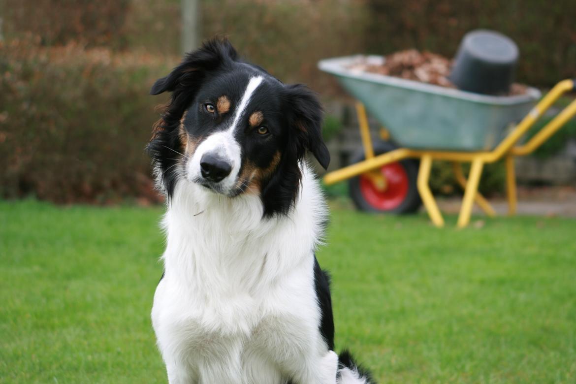 Border collie Aiko billede 2