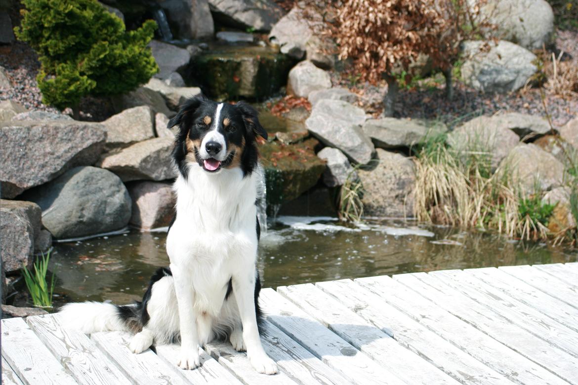 Border collie Aiko billede 15