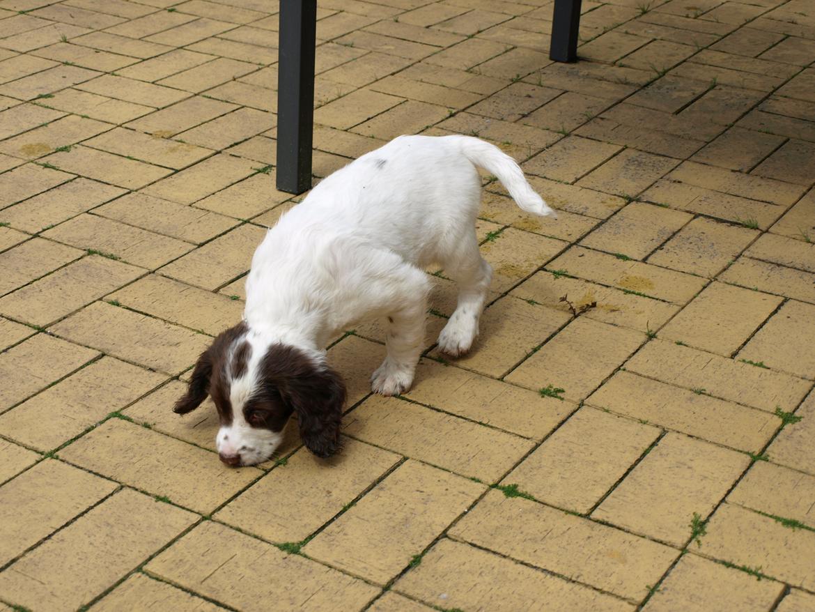 Field Trial spaniel Roxy billede 1