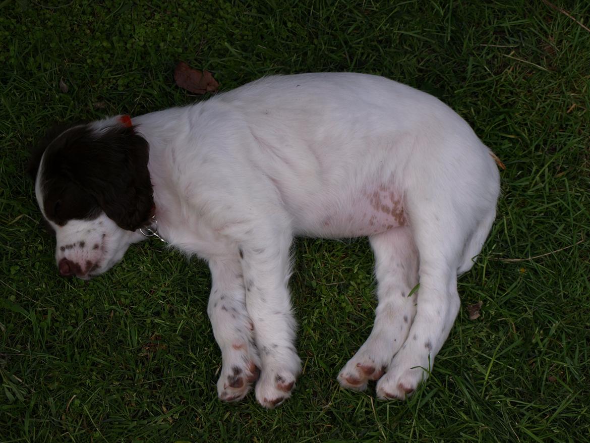 Field Trial spaniel Roxy billede 4