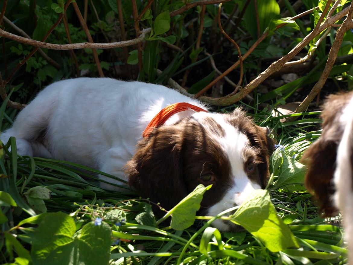 Field Trial spaniel Roxy billede 6