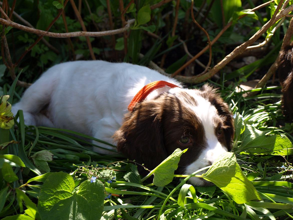 Field Trial spaniel Roxy billede 7