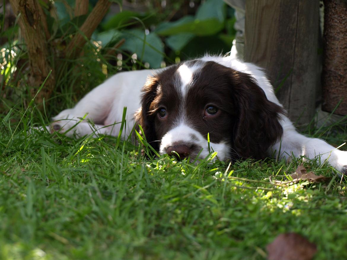 Field Trial spaniel Roxy billede 10