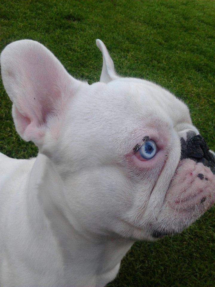 Fransk bulldog BABO - babo hvor man rigtig kan se hans blå øje  billede 14