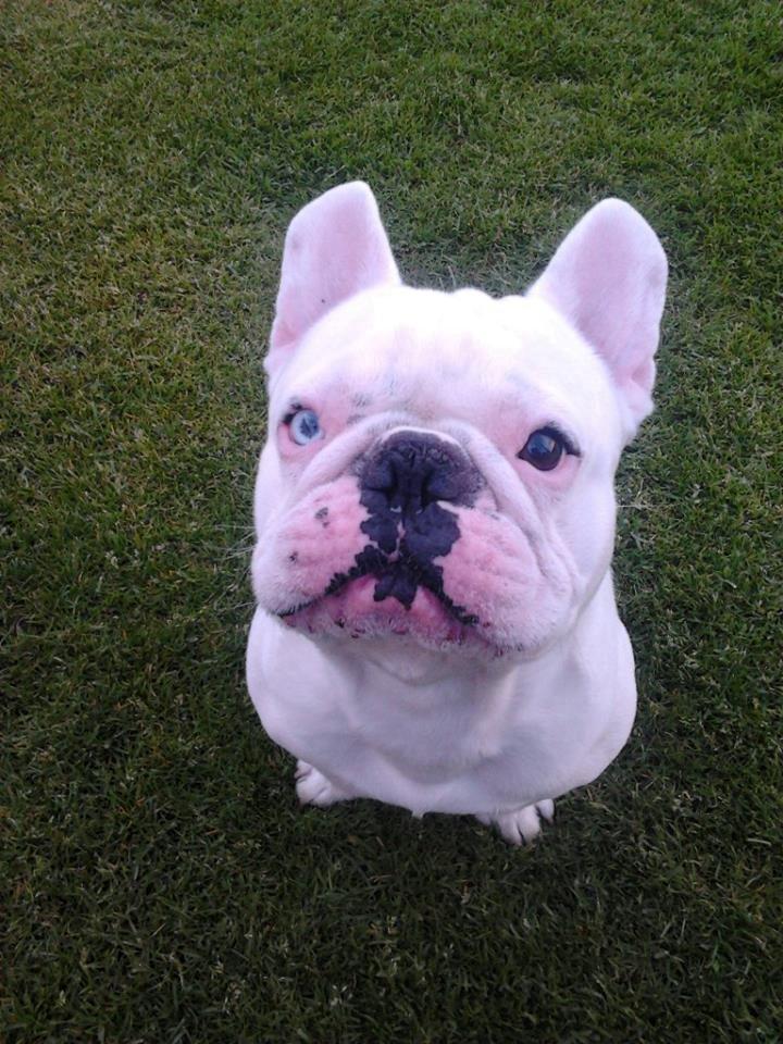 Fransk bulldog BABO billede 16