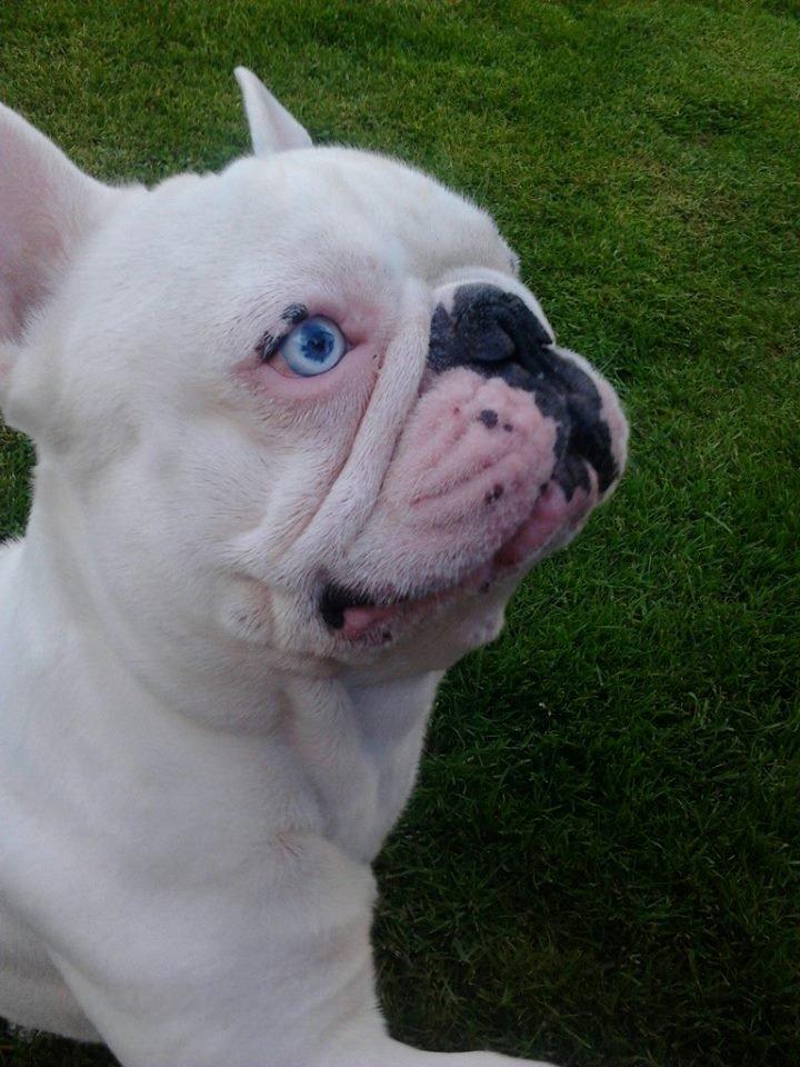 Fransk bulldog BABO billede 13