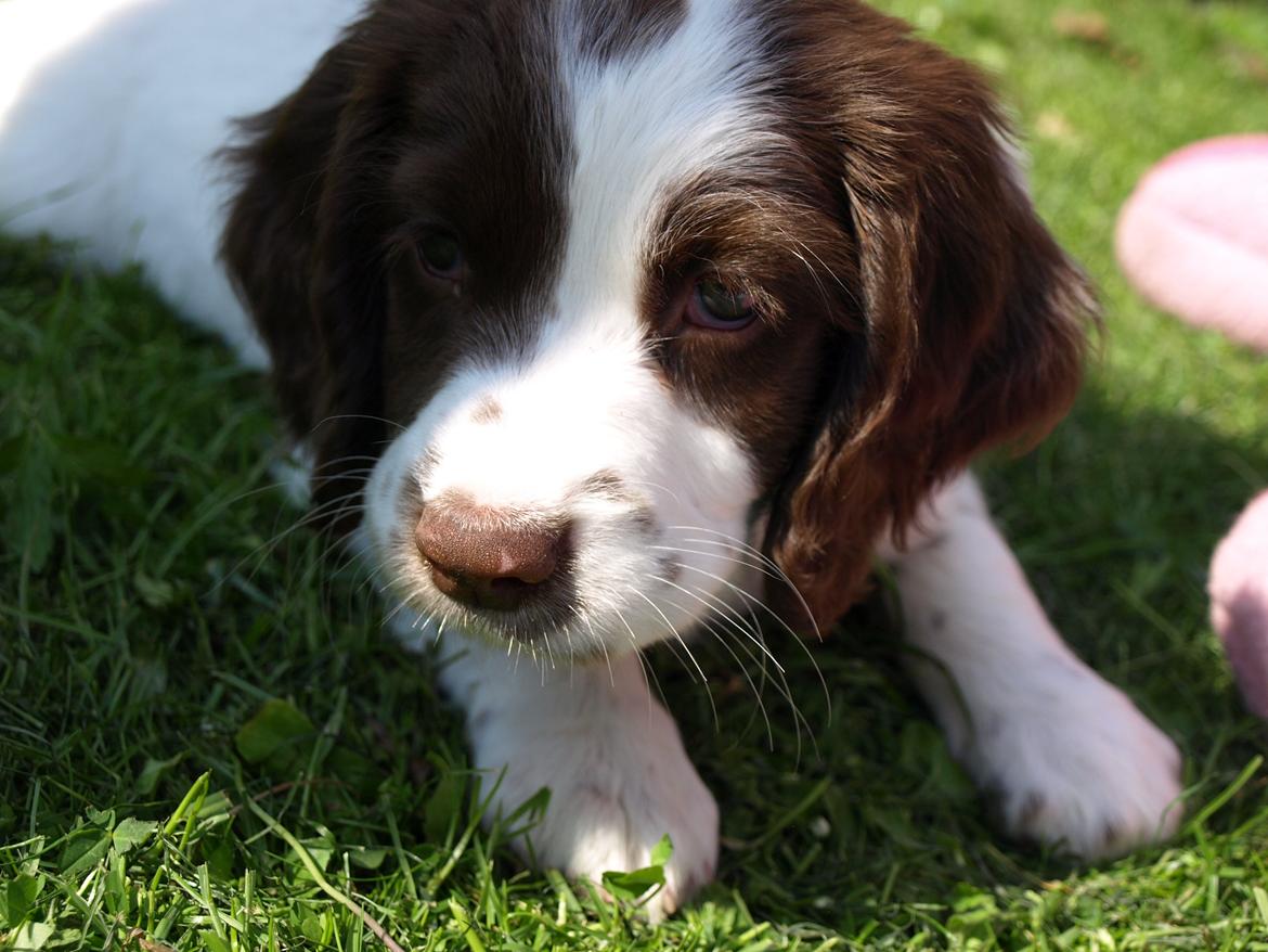 Field Trial spaniel Roxy billede 13