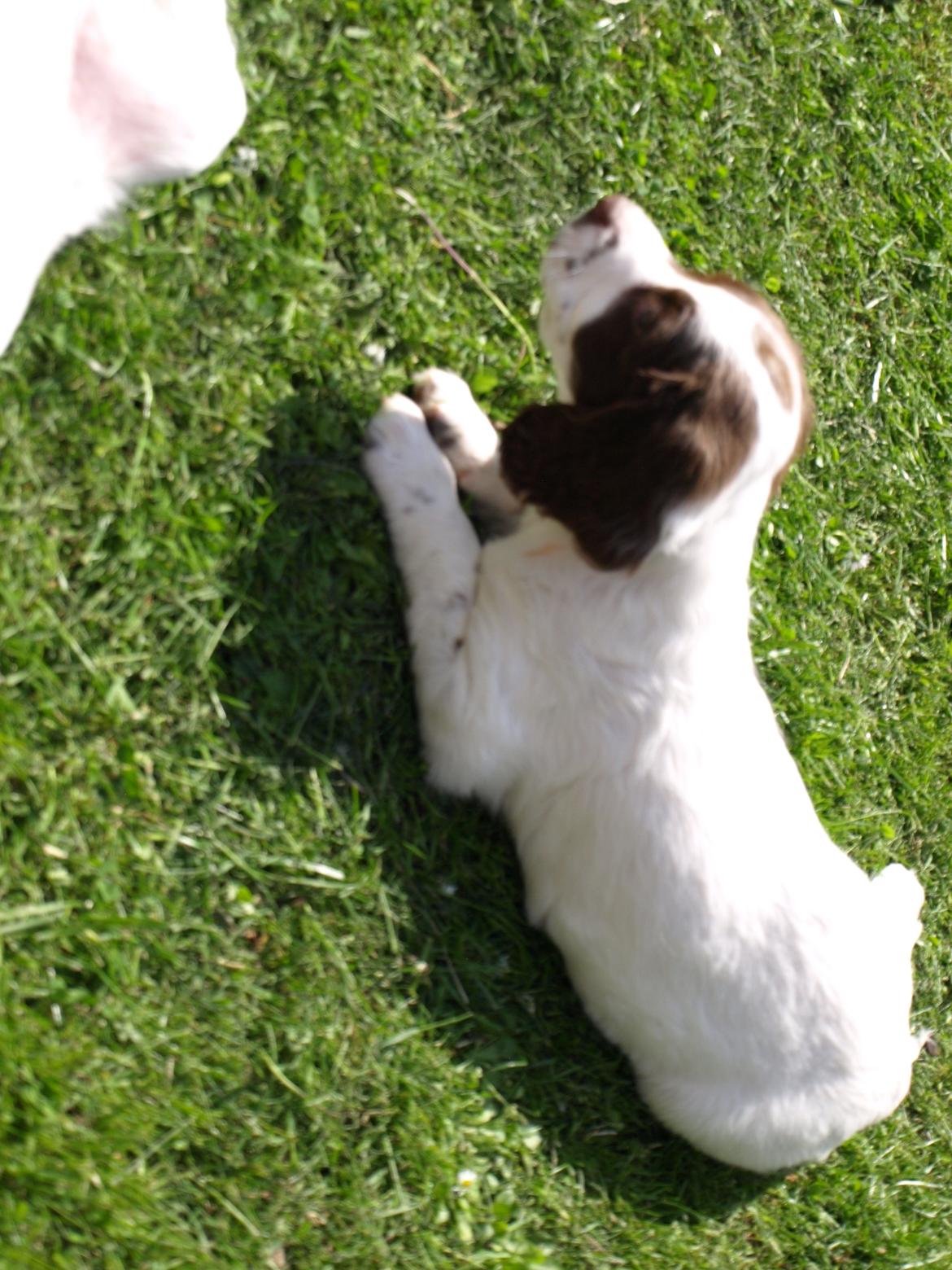 Field Trial spaniel Roxy billede 14