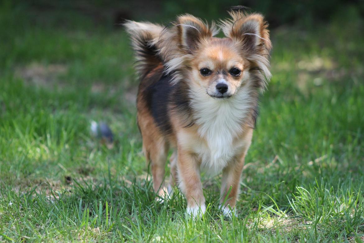 Blanding af racer Luna - maj 2013 <3 billede 14