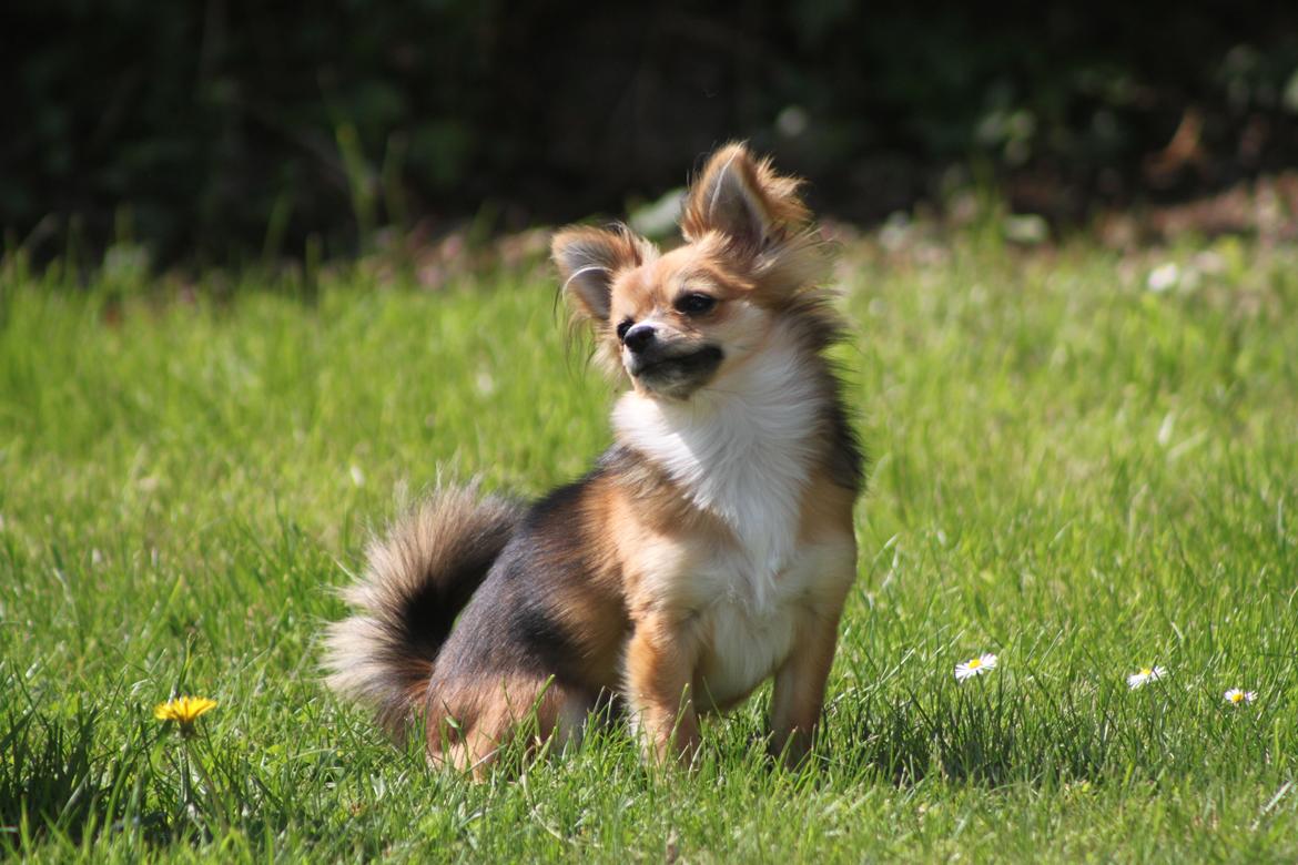 Blanding af racer Luna - lille supermodel <3 maj 2013 billede 25